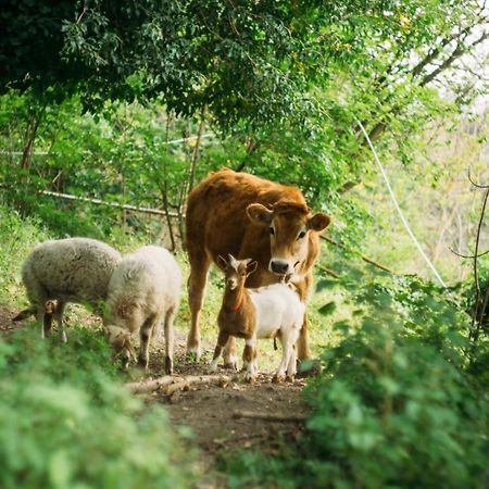 Domus Agricolae Corallina Торре-дель-Греко Екстер'єр фото